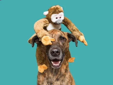 Albert Monkey Toy