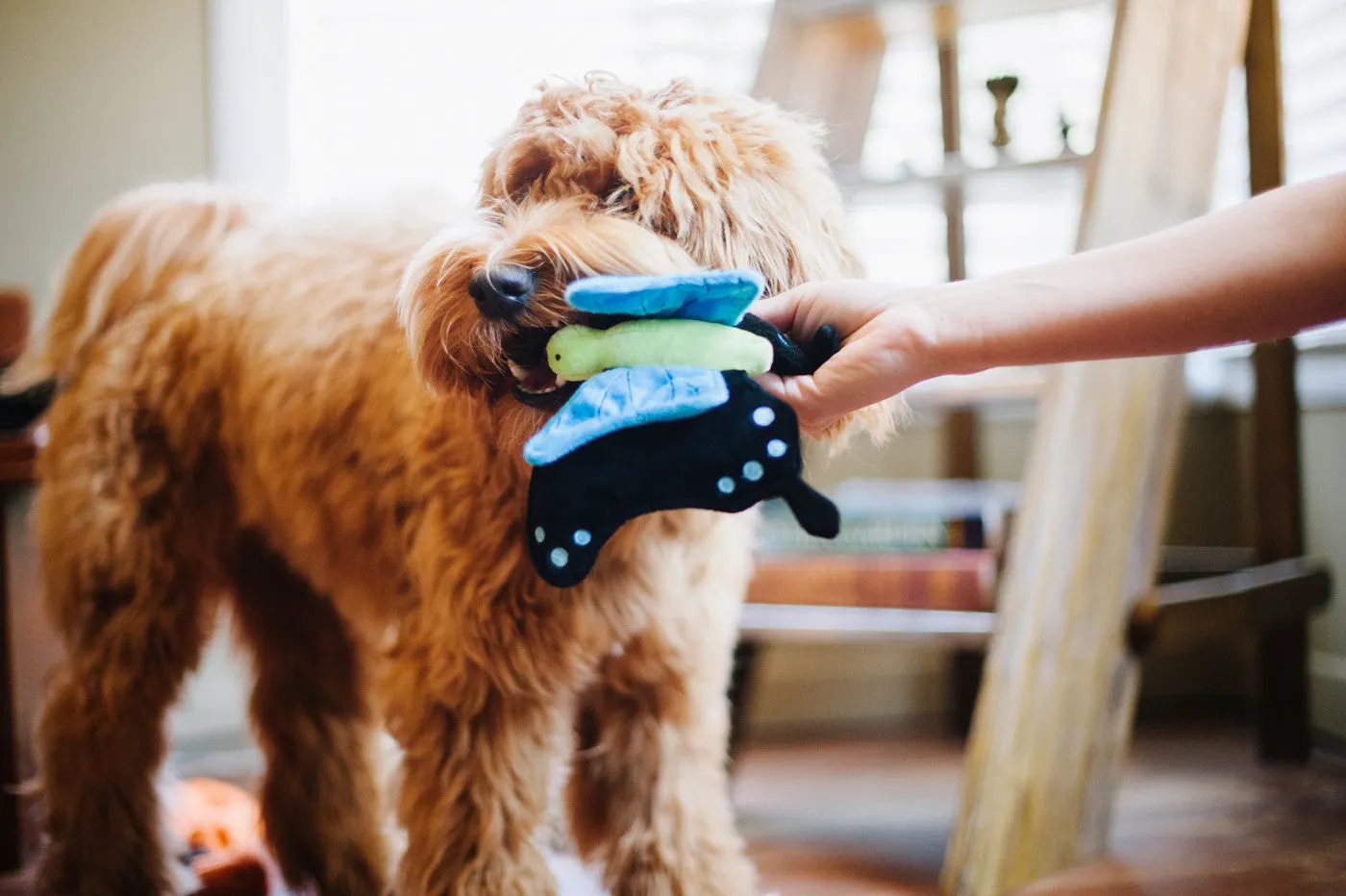 Bugging Out, Squeaky Plush Dog Toy