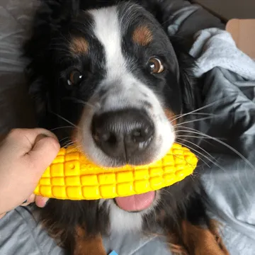 Corn on the Cob eChew Ultra Durable Nylon Dog Chew Toy