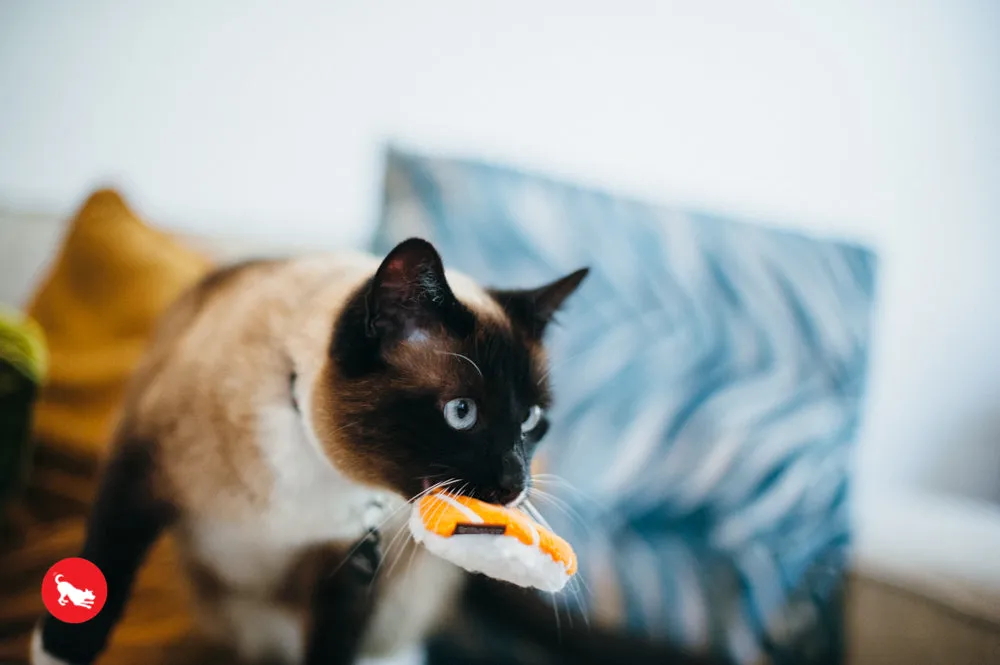 Feline Frenzy, Cat Toy set: Sassy Sushi