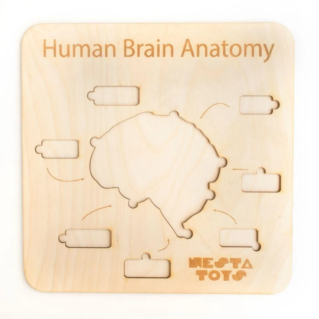 Human Brain Anatomy Puzzle | DIY Coloring Activity