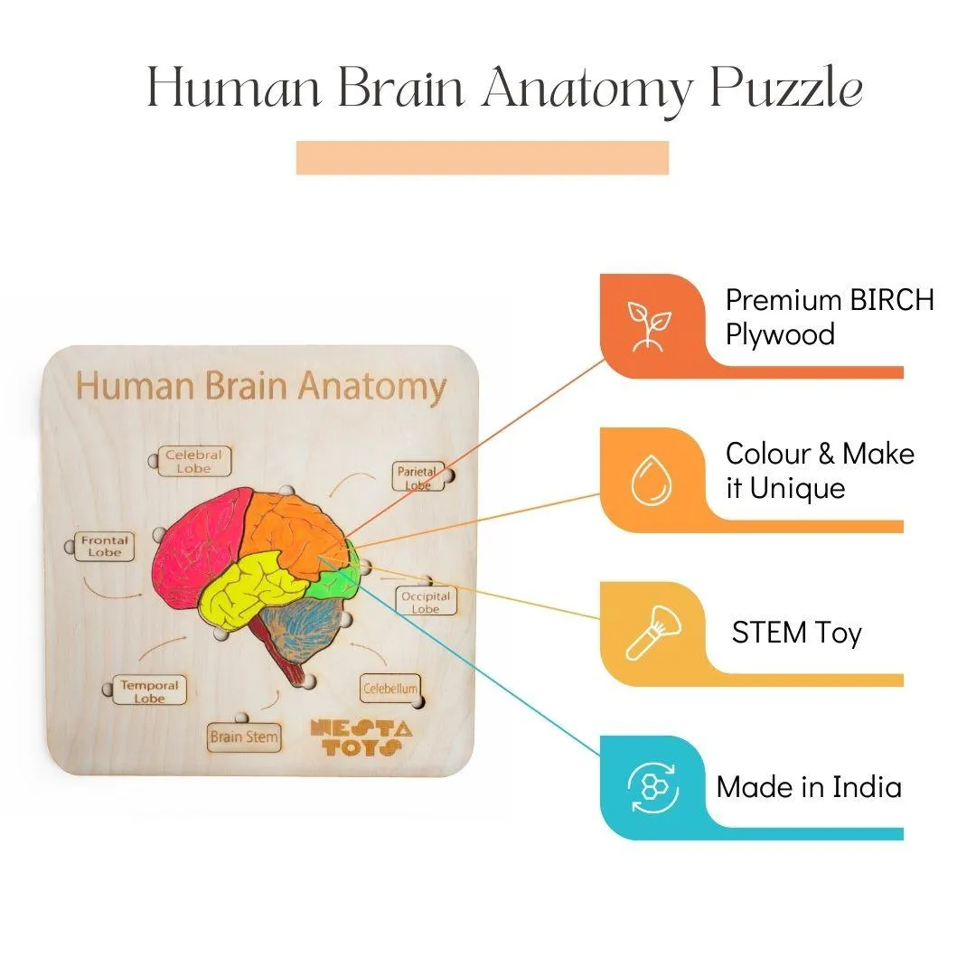 Human Brain Anatomy Puzzle | DIY Coloring Activity